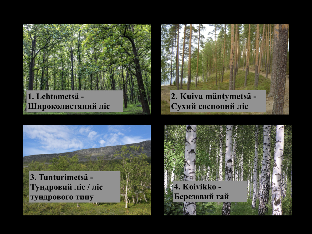 Metsämaisemia
